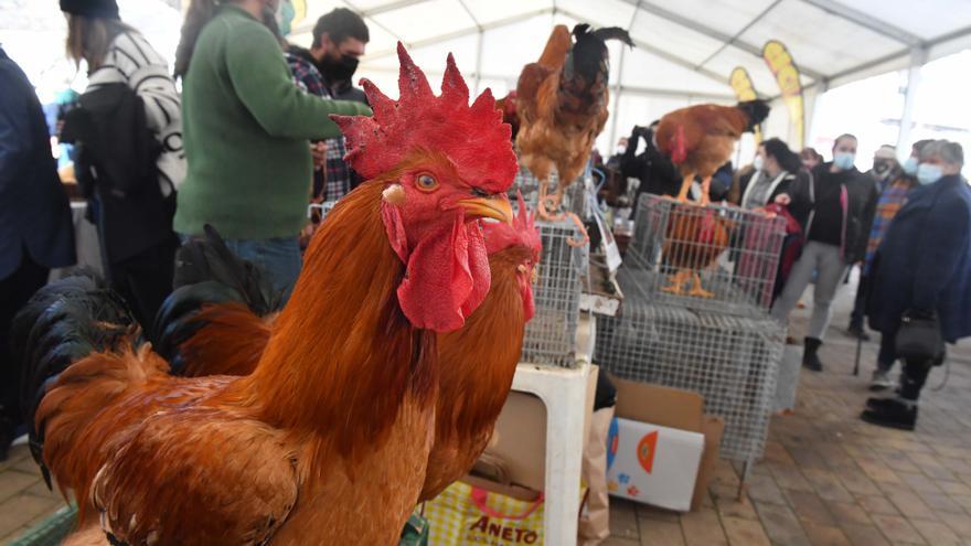 Coristanco arrasa en la Feira do Galo de Arteixo