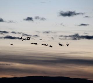 El turismo internacional llega a Gallocanta atraído por las grullas