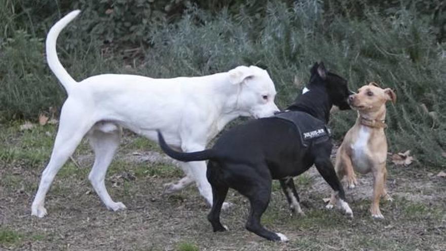 La perrera comarcal de El Palomar cierra 2015 con 401 adopciones