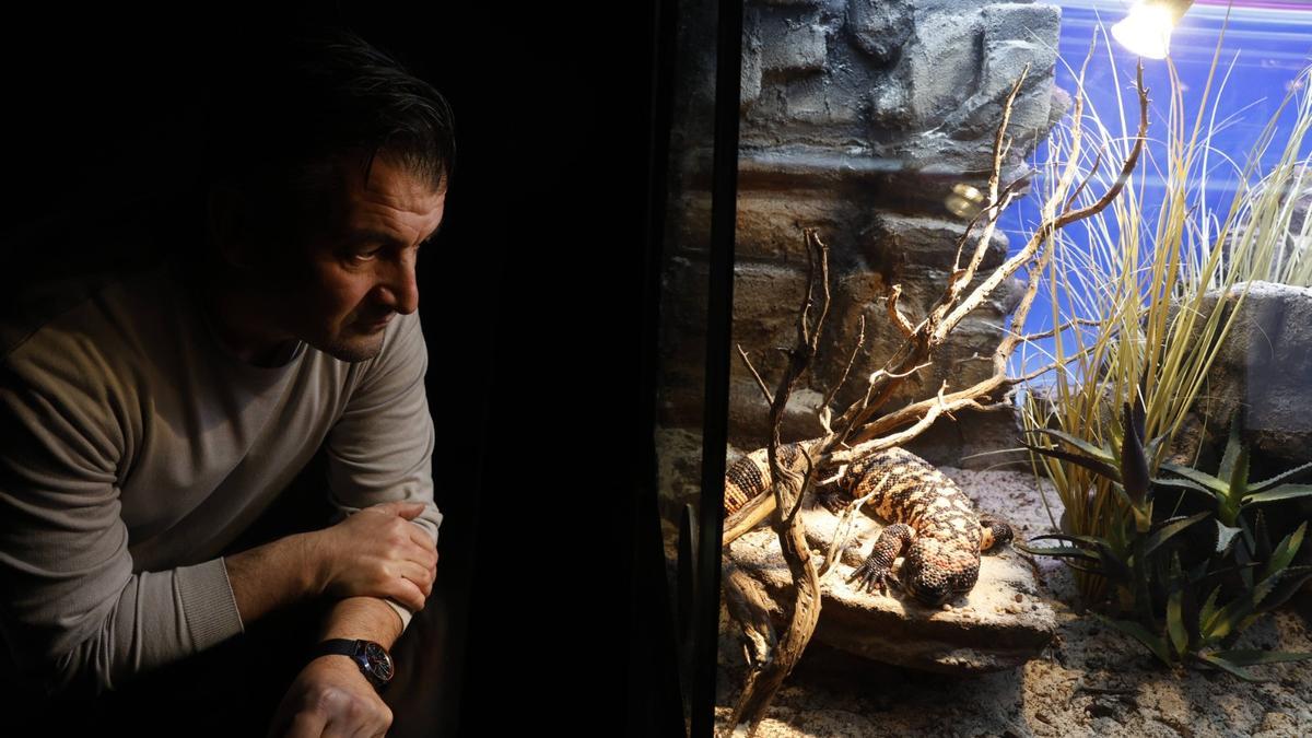 Una exposición con cuarenta animales venenosos llega al Acuario de Gijón