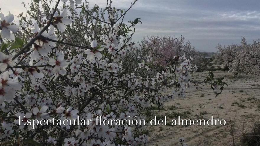 Floración del almendro en los campos de la Vega Baja