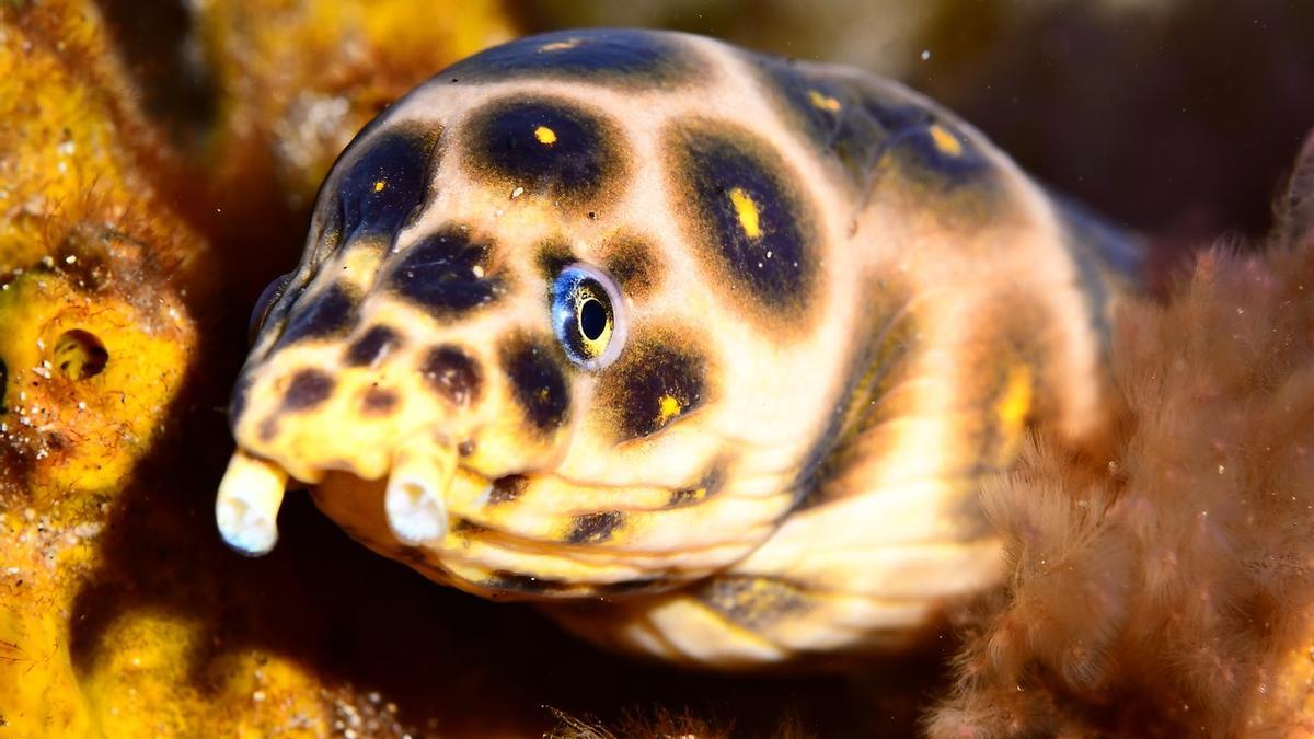 Fotosub Las Palmas de Gran Canaria 2024