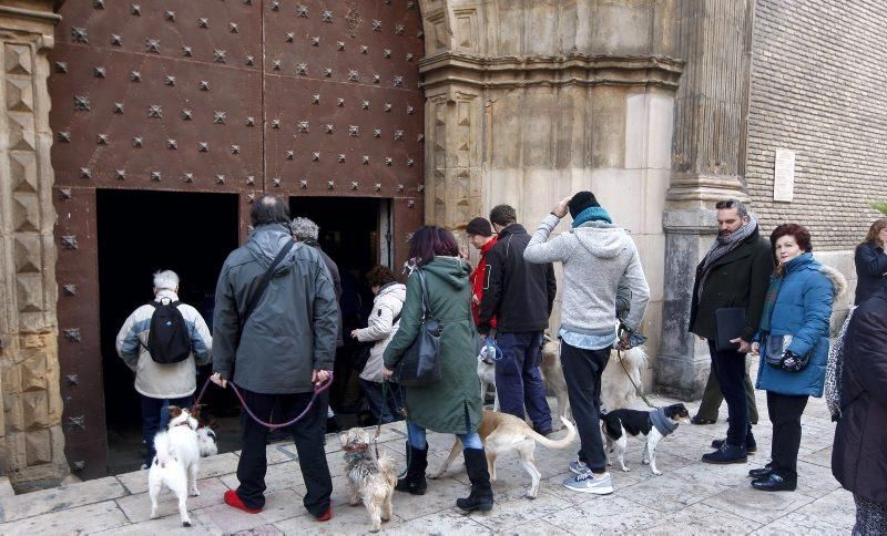 Celebración de San Antón, bendición de los animales