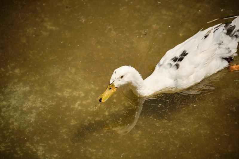 Señalética para proteger a los patos