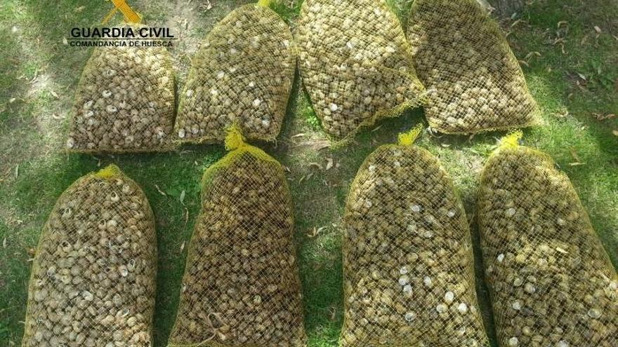 La Guardia Civil interviene y devuelve al campo 72 kilos de caracoles en Monzón