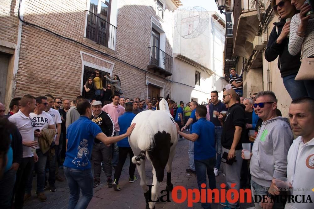 Caballo a pelo Caravaca (Desfile)