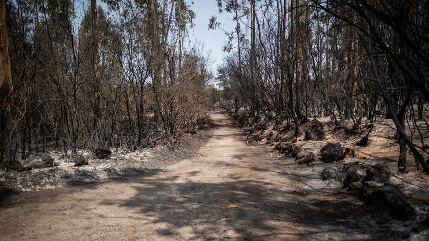 Copernicus estimates the area burned by the fire in Tenerife at around 7,500 hectares