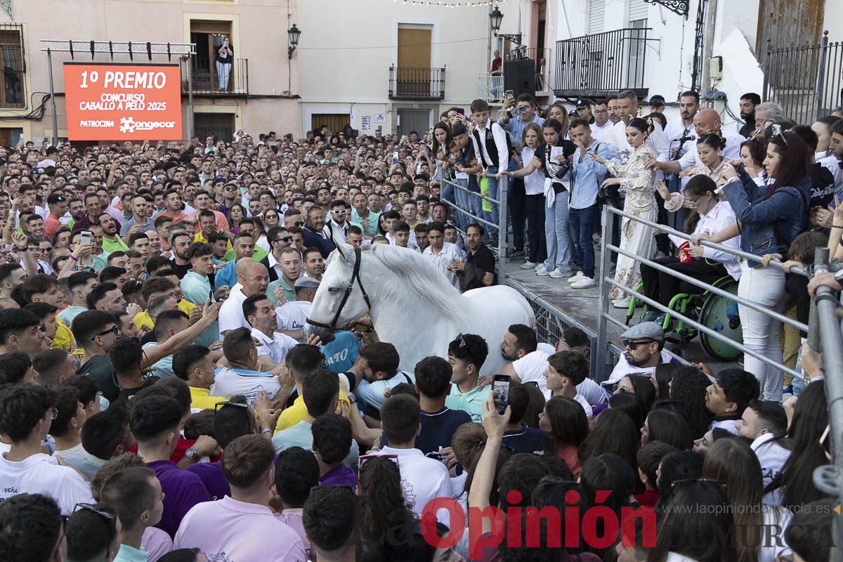 Fiestas de Caravaca | Entrega de premios del concurso morfológico