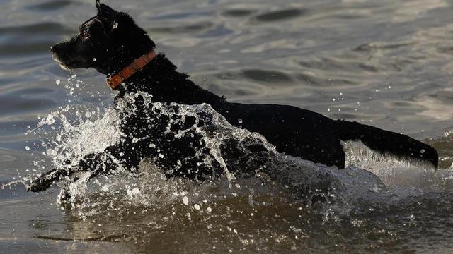 Los nuevos medicamentos alargarán la vida de los perros.