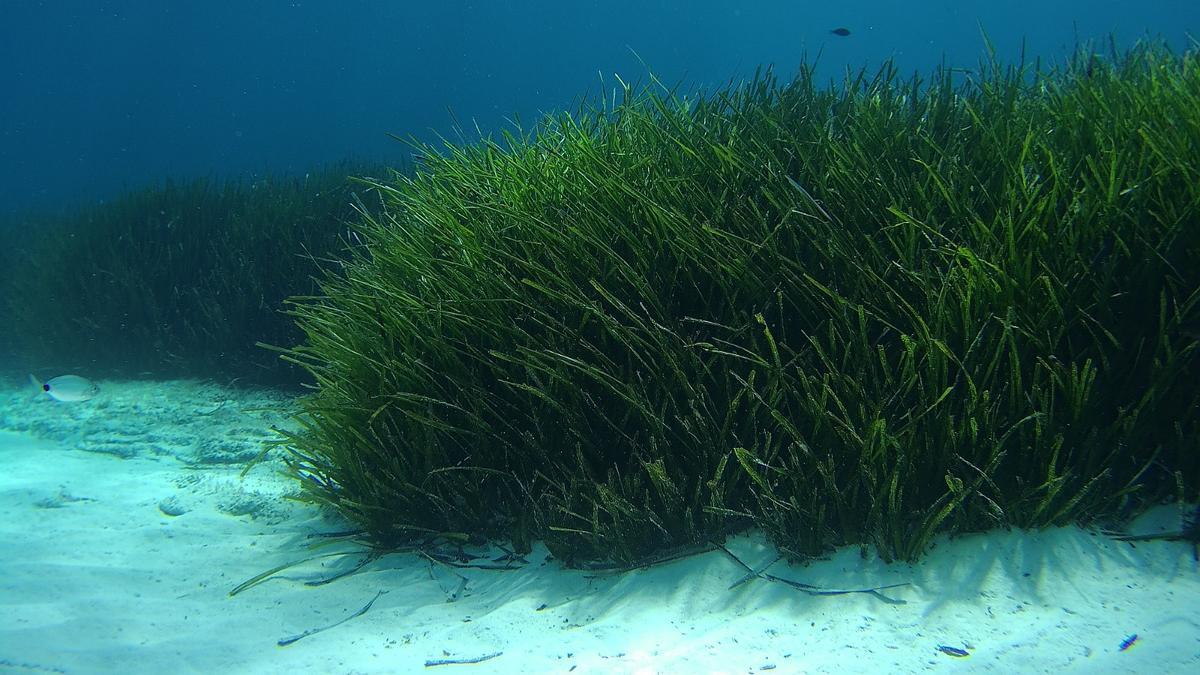 Posidonia oceanica en los fondos de Ibiza