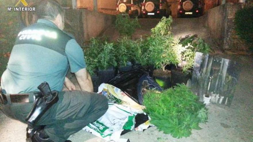 Una riña familiar permite descubrir plantas de marihuana en Vilanova