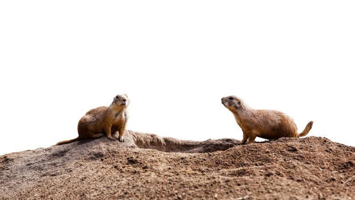 EL DÍA DE LA Marmota