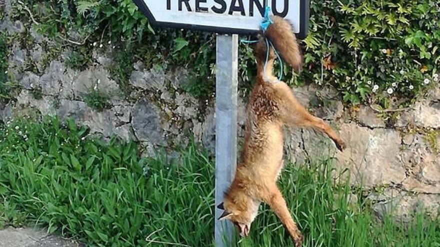 El zorro ha aparecido colgado de una señal.