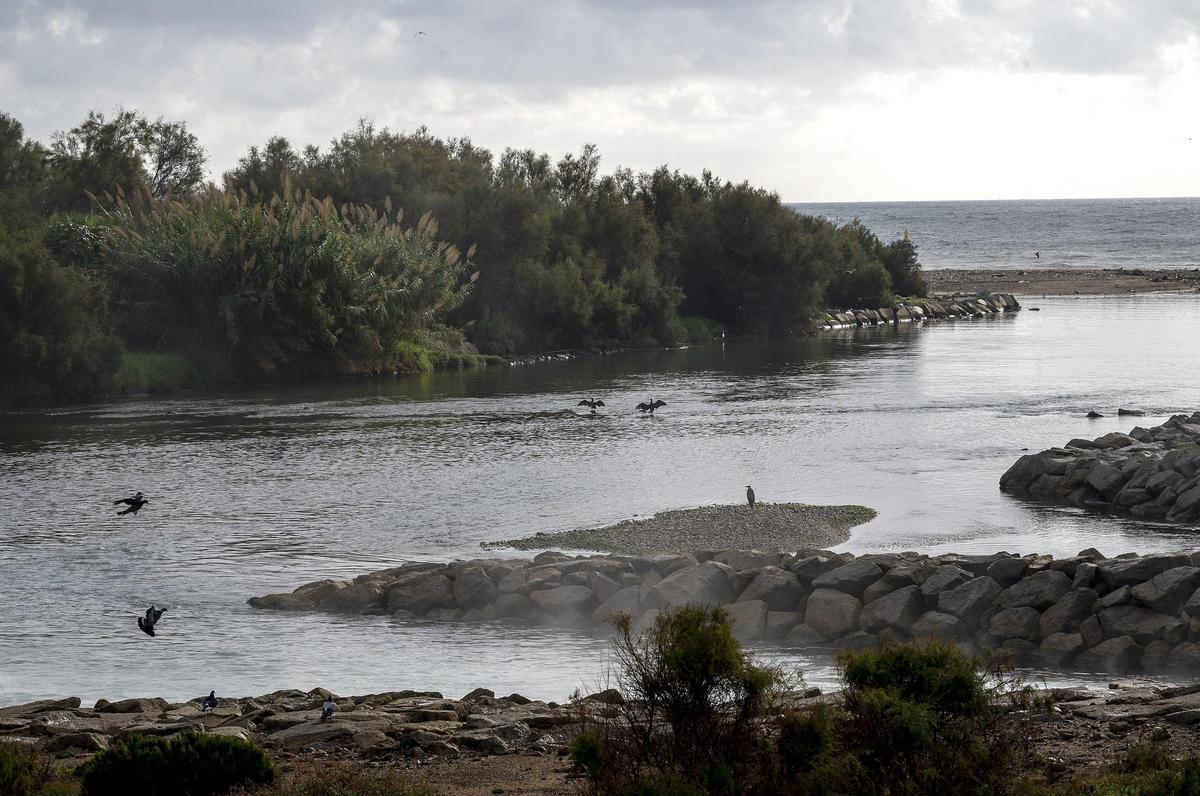 Aves en la desembocadura del río Besòs.