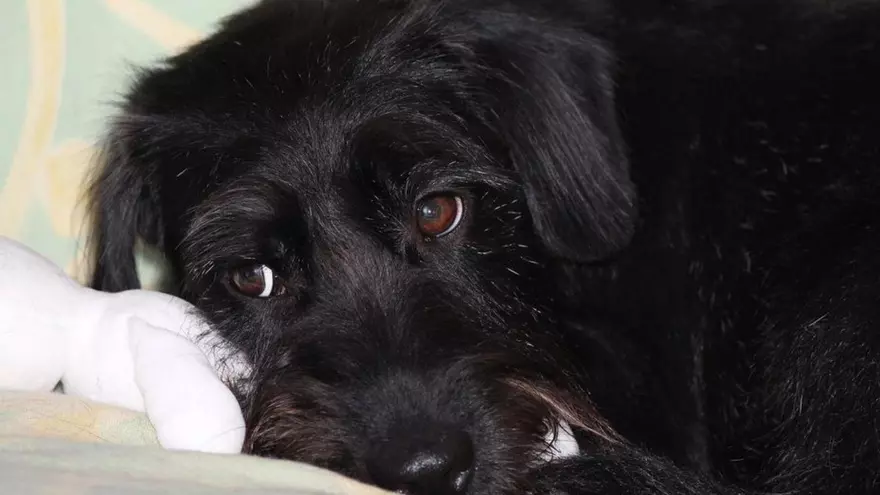 ¿Qué ruidos molestan más a los perros?