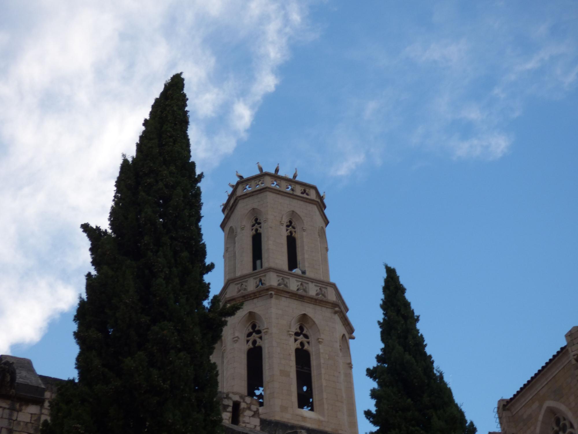 Un estol de cigonyes fa parada a Figueres