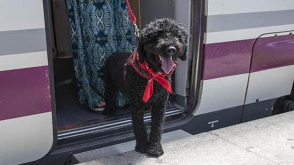 Renfe permite desde este martes viajar con perros de hasta 40 kilos en todos sus trenes