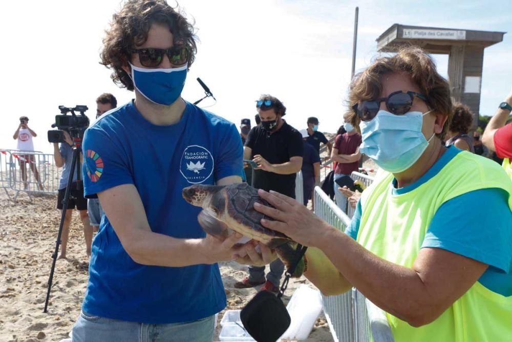 Liberadas en Ibiza 26 tortugas de la primera puesta registrada en Baleares