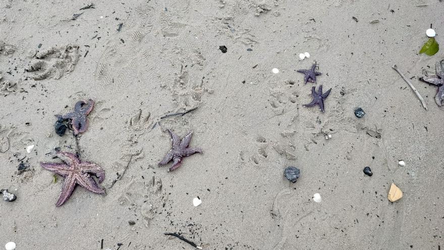 Aparecen decenas de estrellas de mar muertas en la playa de la ETEA