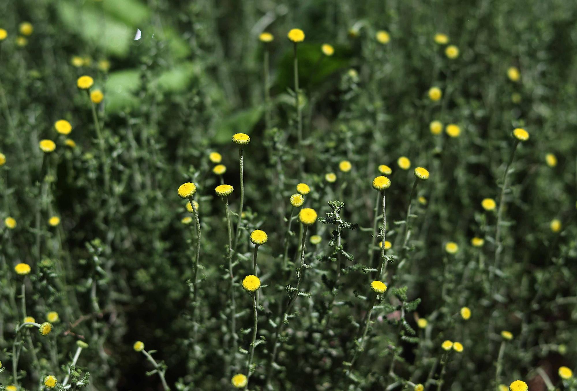 Las flores del Jardín Botánico en primavera