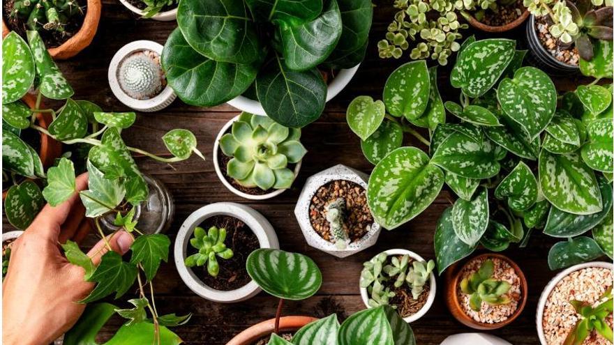 Vols fer que les plantes creixin saludables?