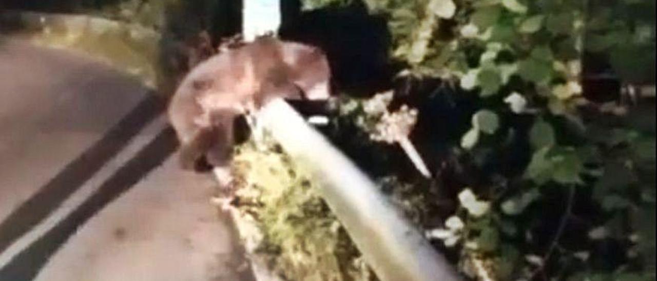 Ni huir ni acercarse a grabar: claves a seguir ante un oso herido o atropellado