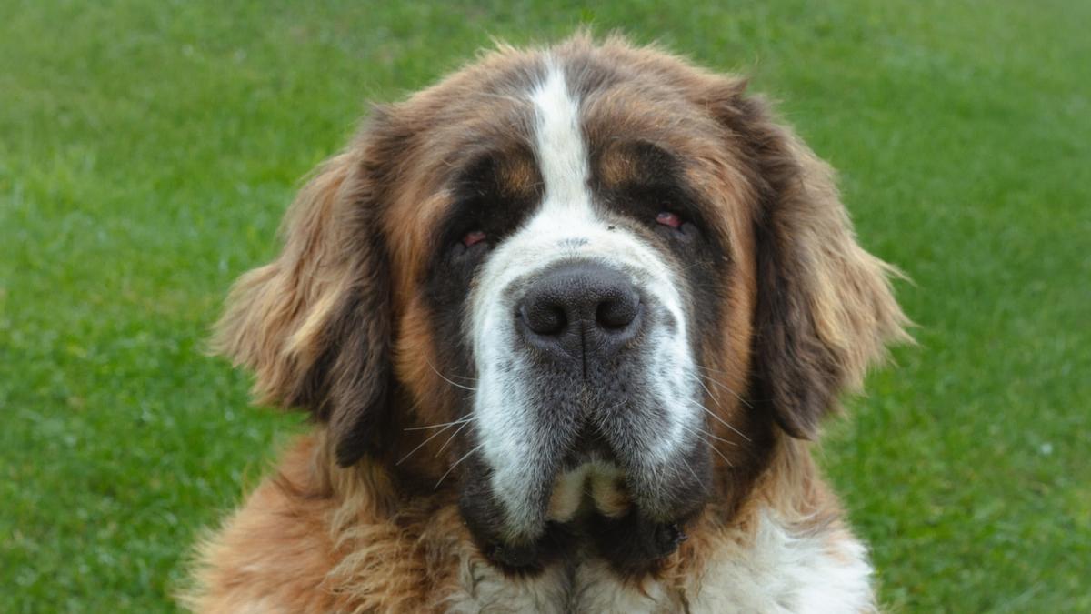 Mascotas: Las cinco razas de perro más grandes del mundo