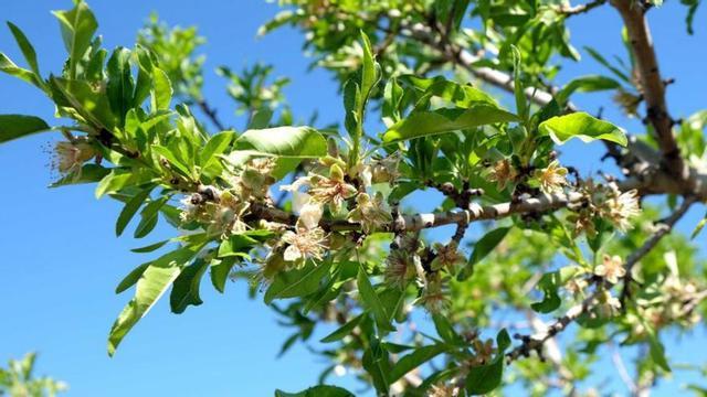 Almendro en flor en un campo de la zona de la Comarca del Río Mula. | CRISTINA HEREDIA