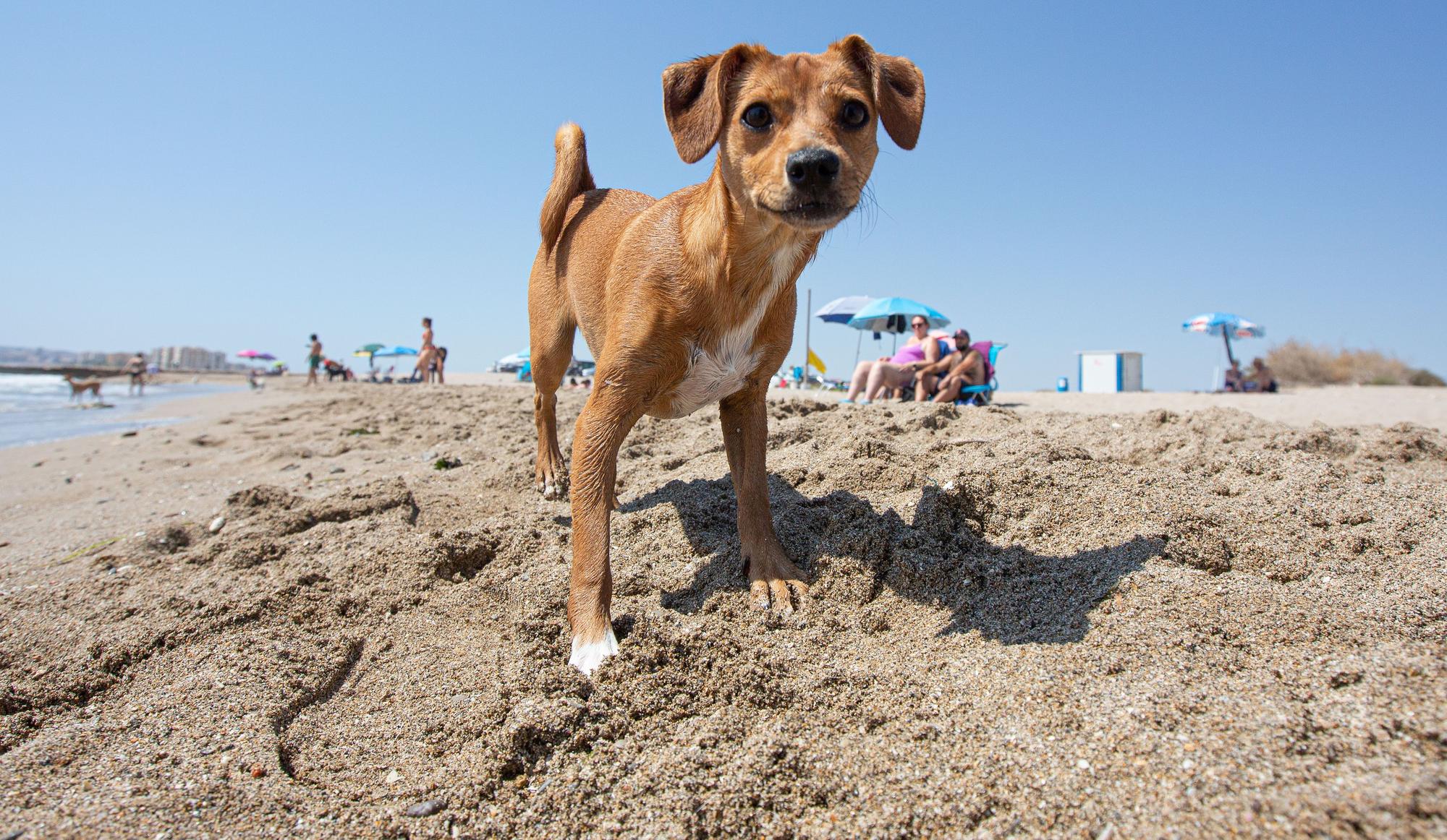 Aguamarga, una playa de perros