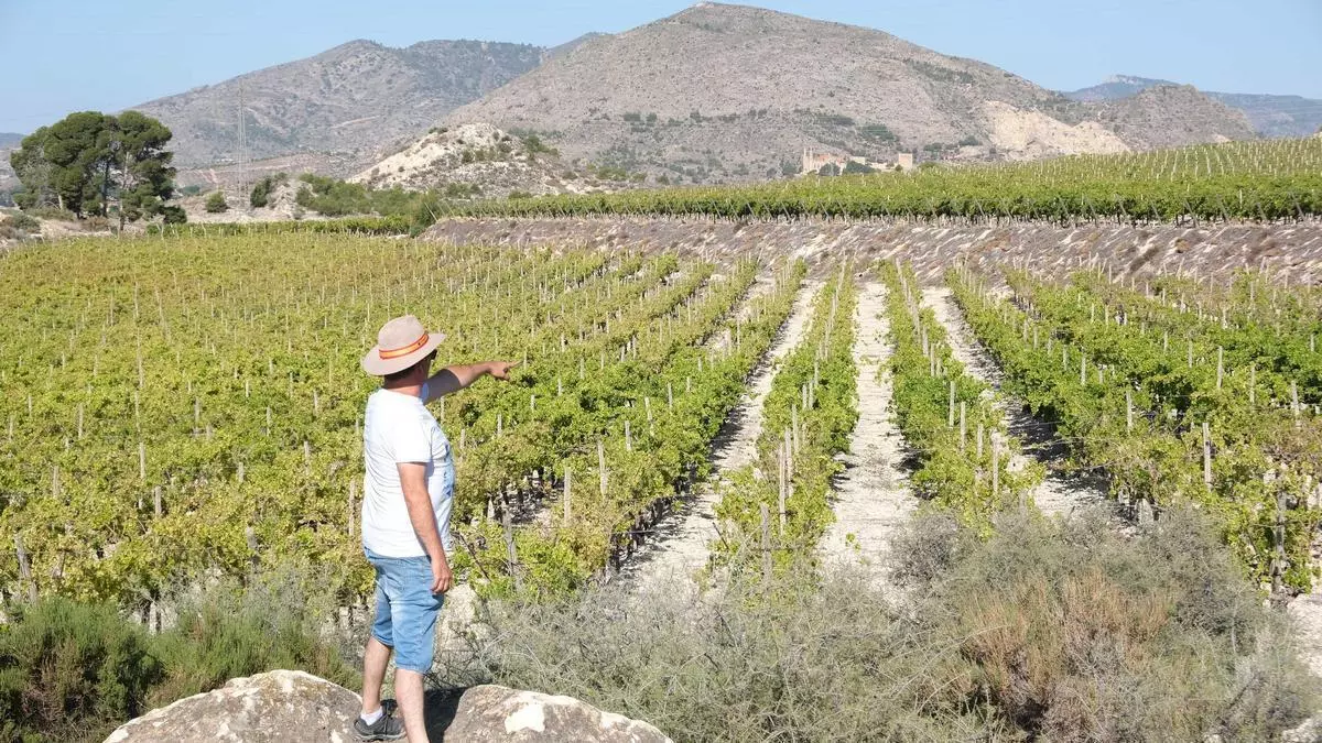 La uva embolsada rechaza las macroplantas solares y pide una adecuada planificación del territorio