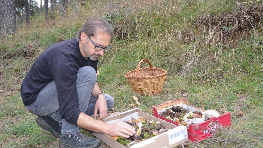 El Grup de Natura va a buscar bolets per l&#039;exposició micològica