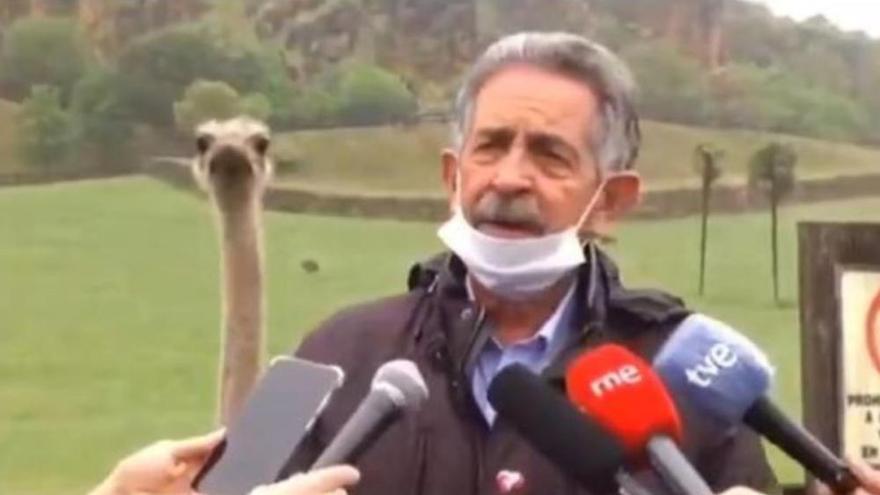 Un avestruz roba la atención en la última rueda de prensa de Revilla