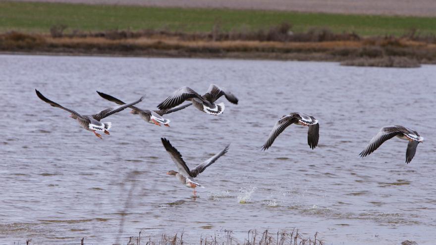 Día Mundial de los Humedales: cómo y cuándo observar aves acuáticas por toda Zamora