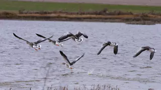 Las aves muertas en Villafáfila tenían gripe aviar