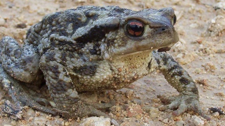 Matan a un hombre en un ritual tras hacerle inhalar veneno de sapo en Enguera