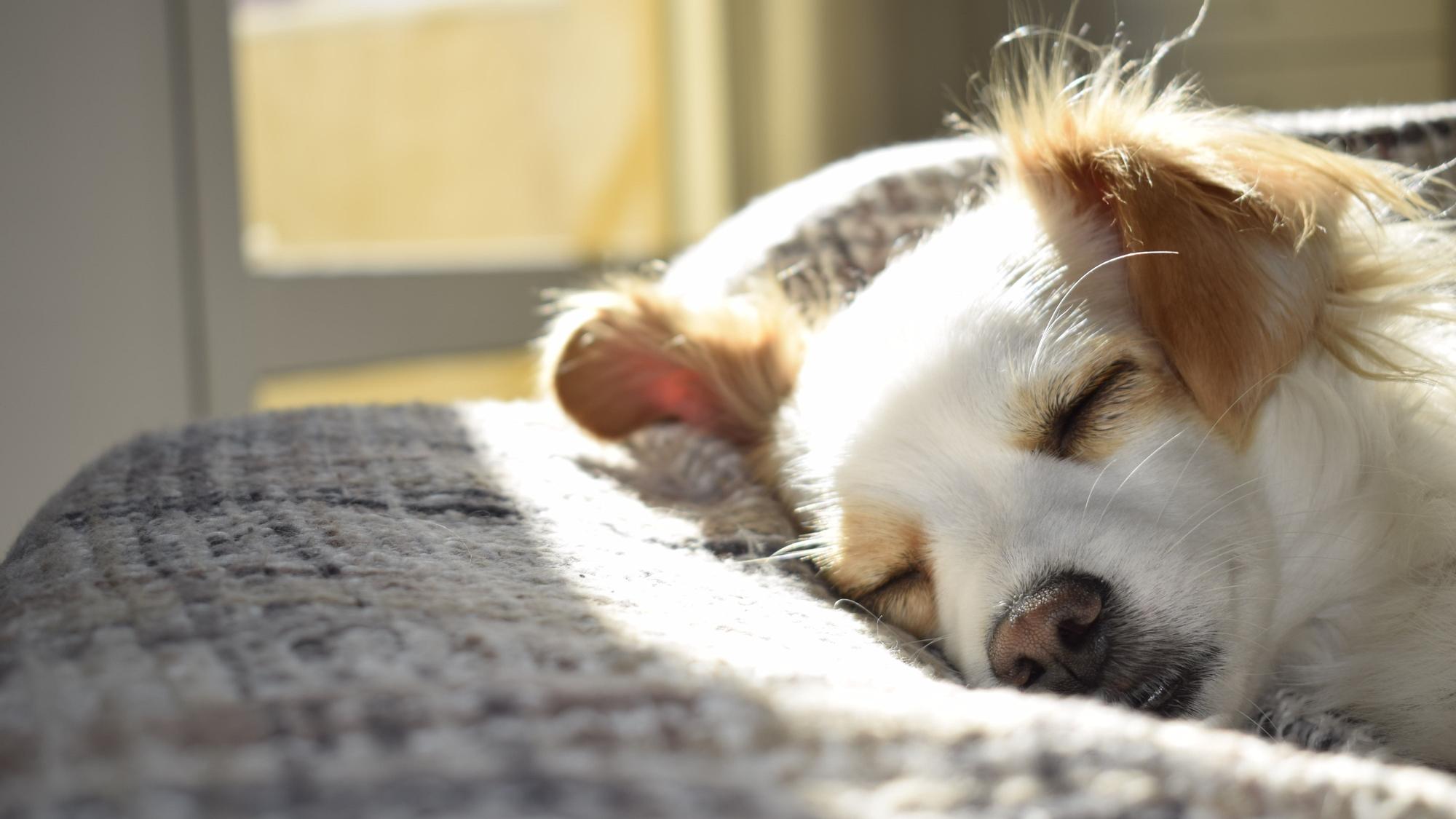 Perro durmiendo