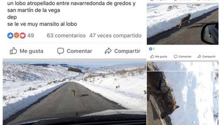 Cierran una página de Facebook en la que se jactaban de atropellar y matar a un lobo