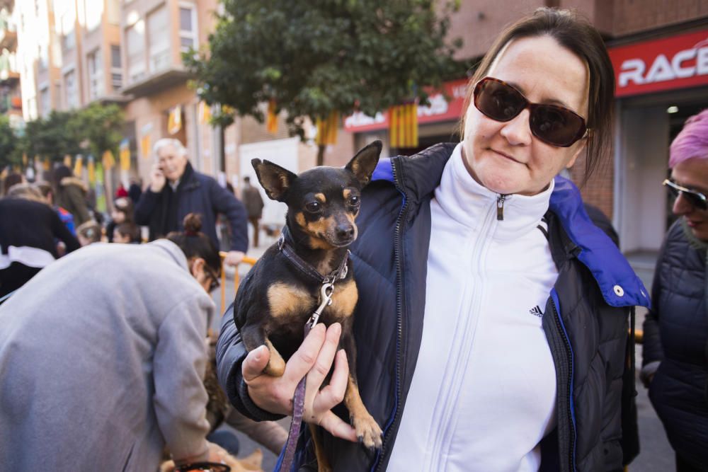 Bendición de animales por Sant Antoni del Porquet