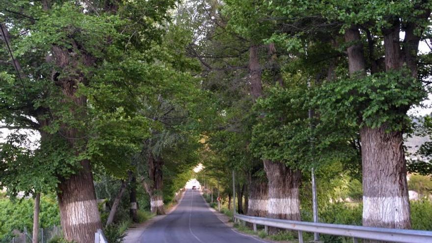 La olmeda se sitúa en la carretera entre Mula y Cieza.