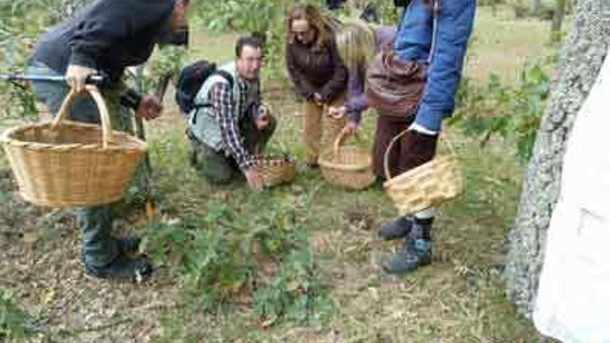 Varios recolectores de setas, en los campos de la provincia.