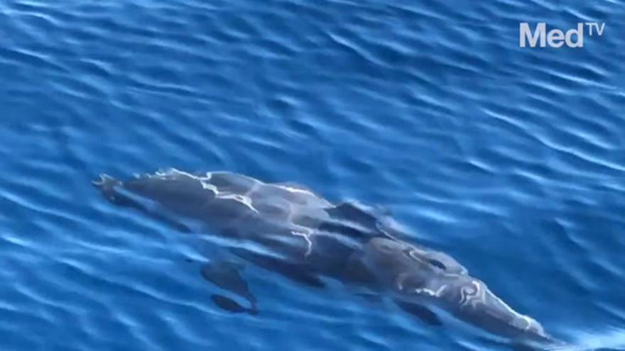 Cientos de delfines se acercan a las costas de Castellón debido al confinamiento