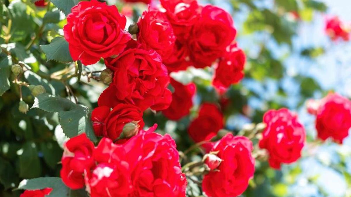 Les roses de Sant Jordi deixaran de cultivar-se a Catalunya