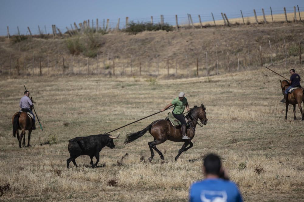 Fiestas en la provincia | Encierro en Fuentelapeña