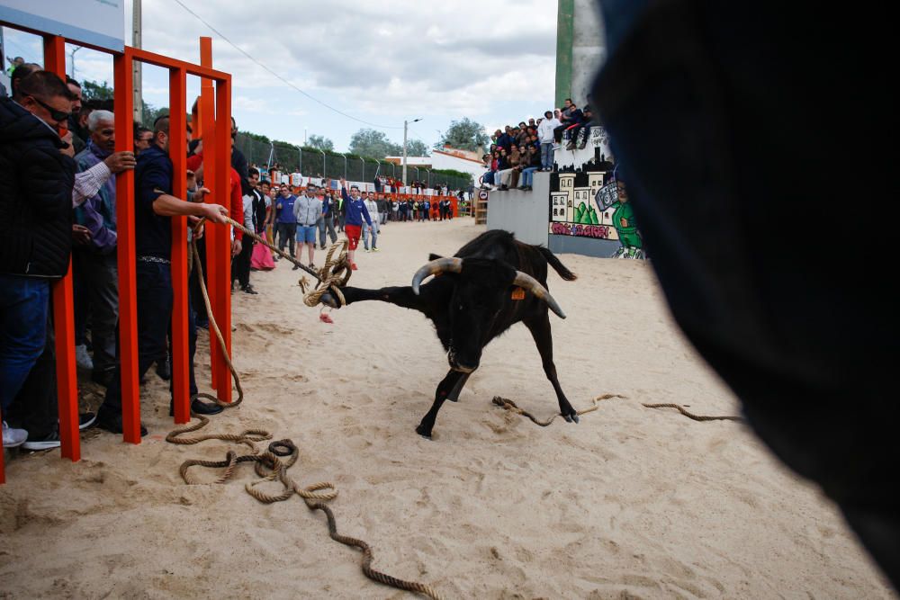 Maniobra para "capturar" una vaquilla