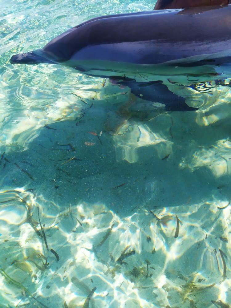 Intentan rescatar a un delfin despitado en la playa de Llevant en Formentera