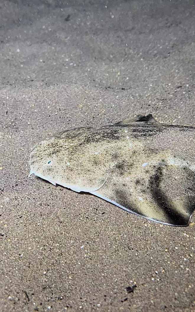 El sorprendente mundo nocturno del fondo marino de Las Teresitas