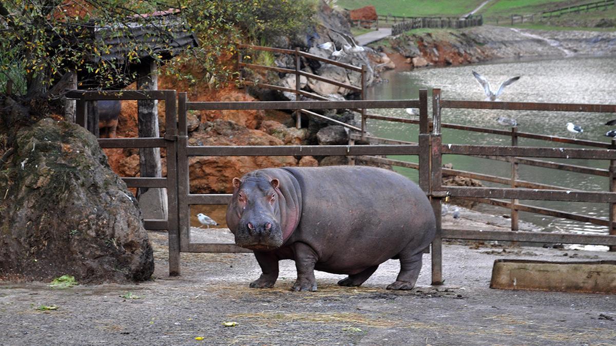 Un ejemplar de hipopótamo del Parque de Cabárceno, en Cantabria