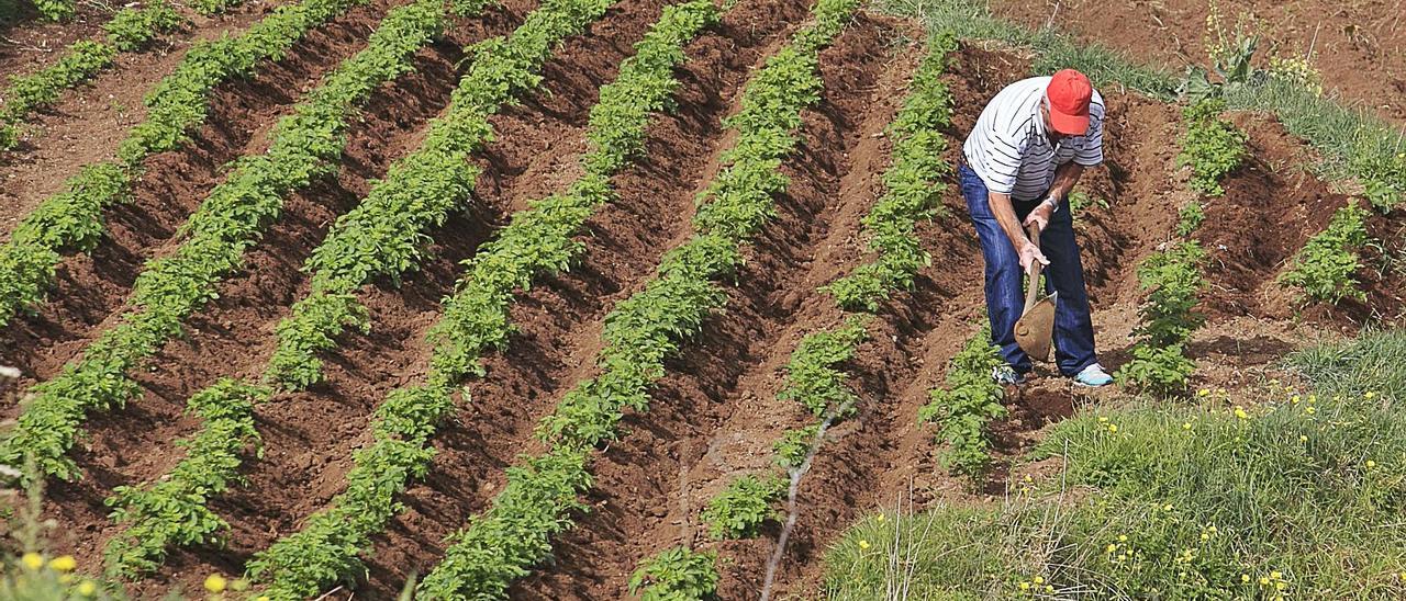 Un agricultor en una huerta de papas bonitas en Icod el Alto, en Los Realejos.