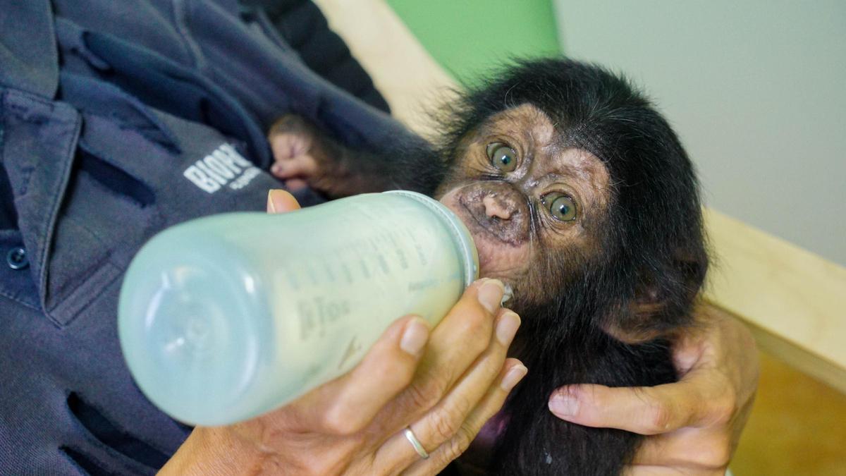 Djibril, la cría de chimpancé de Bioparc València.