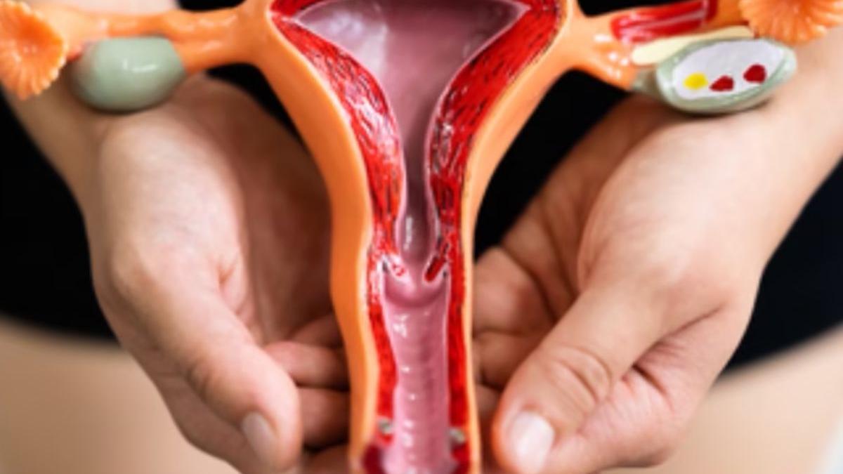 El dispositivo permite a los investigadores estudiar un modelo humano del microbioma vaginal y desarrollar nuevos tratamientos para la vaginosis bacteriana y otras afecciones que amenazan la salud de la mujer.